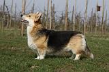 CORGI PEMBROKE 900